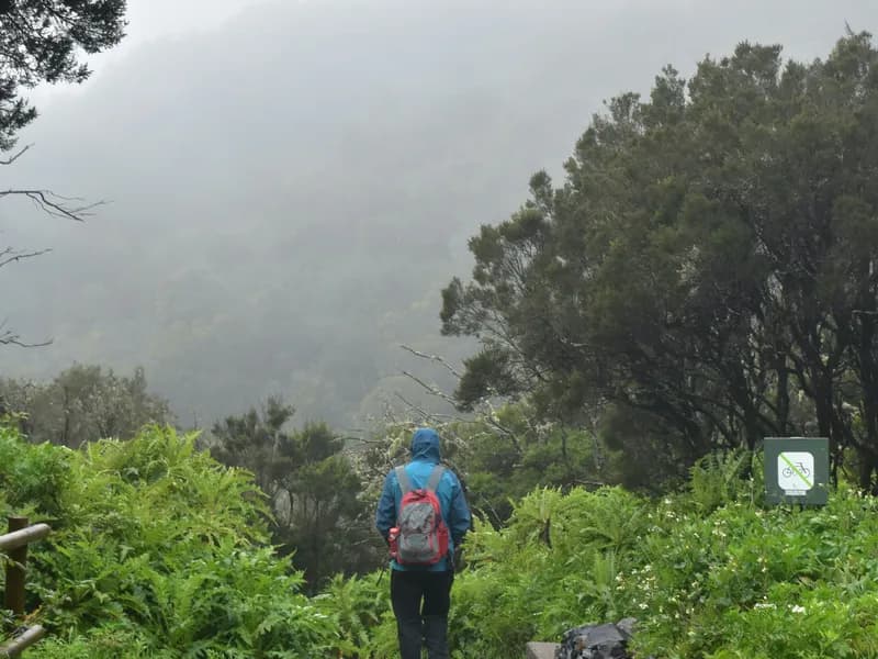 Garajonay National Park, La Gomera