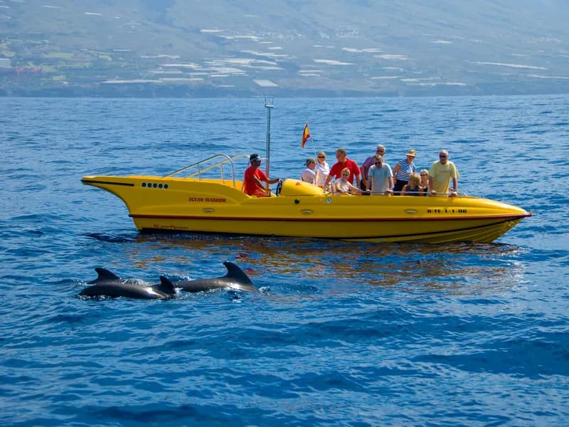 Whale and Dolphin Watching, Tenerife
