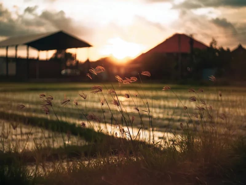 Canggu Shortcut Rice Paddies