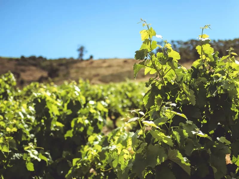 Stellenbosch Wine Route