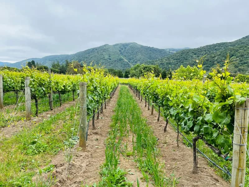 Carmel Valley Wine Tasting