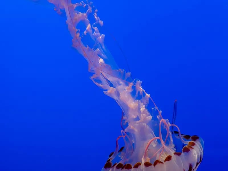 Monterey Bay Aquarium