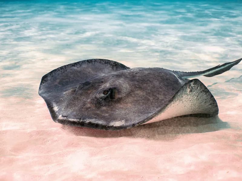 Stingray City Sandbar