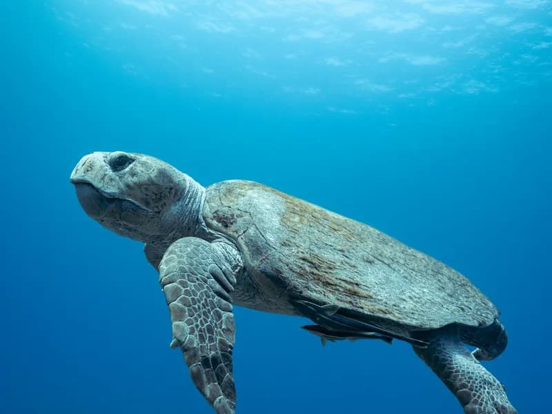 Cayman Turtle Centre