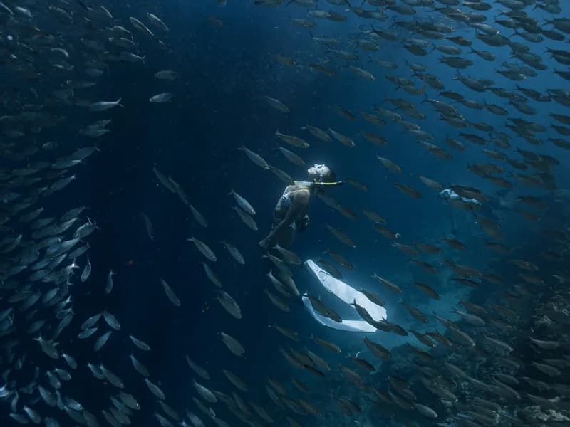 Moalboal Sardine Run
