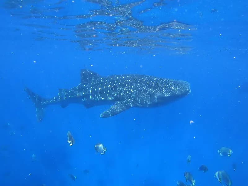Oslob Whale Sharks (Ethical Caveat)