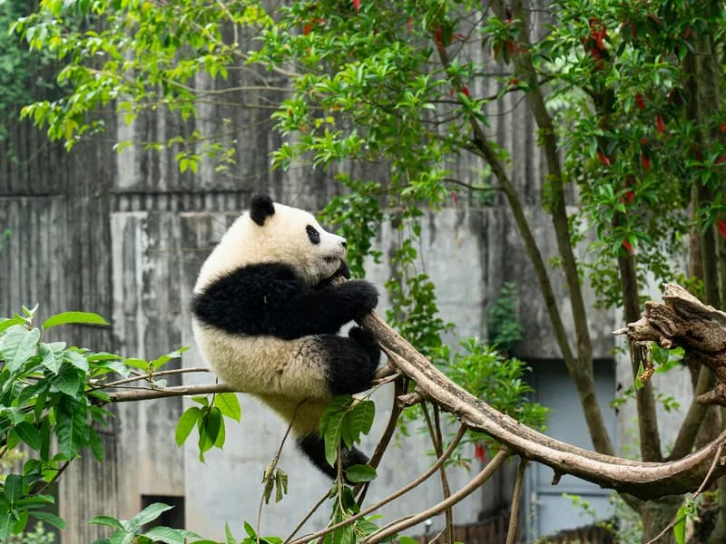 Chengdu Research Base of Giant Panda Breeding