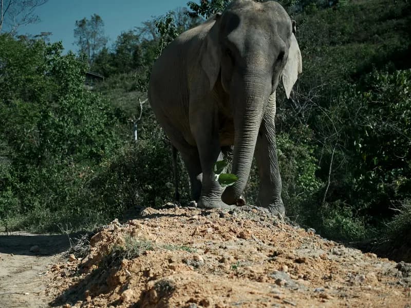 Elephant Nature Park