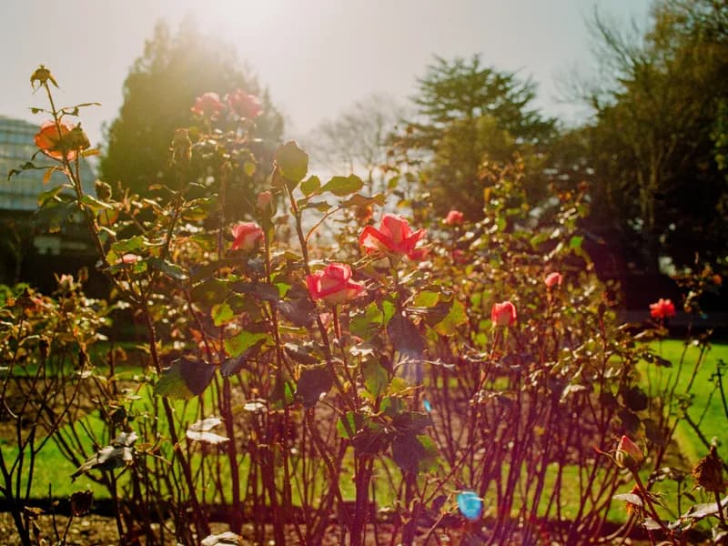 Christchurch Botanic Gardens