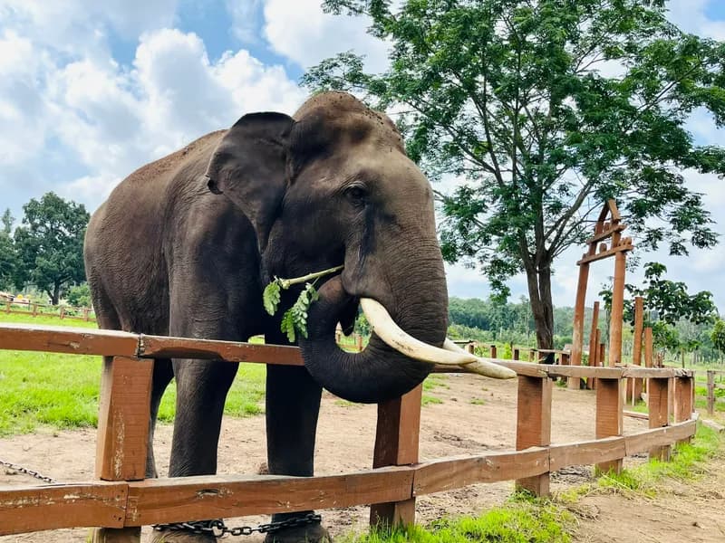 Dubare Elephant Camp