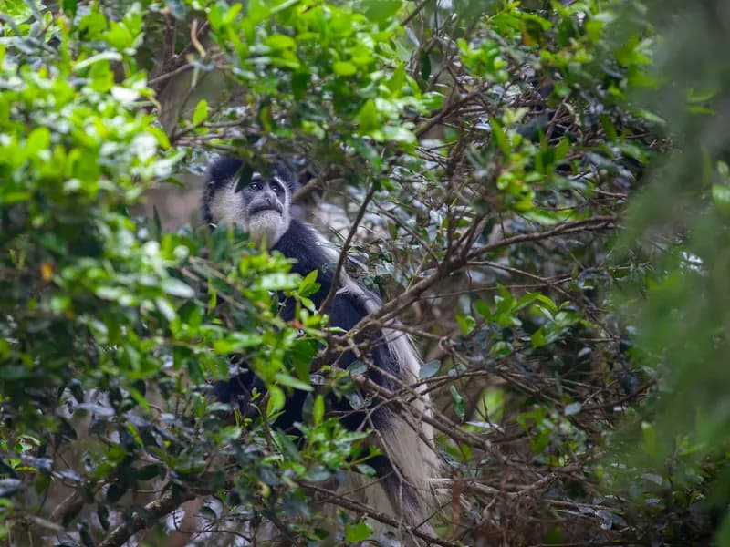 Colobus Conservation Centre