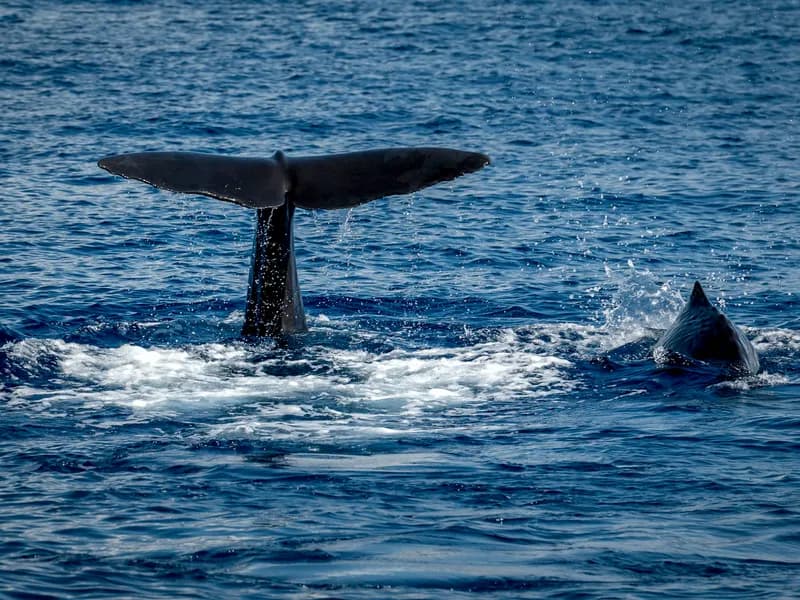 Whale Watching (Roseau)