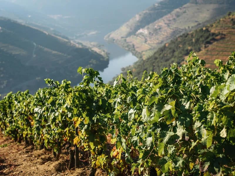 Terraced Vineyards of the Alto Douro