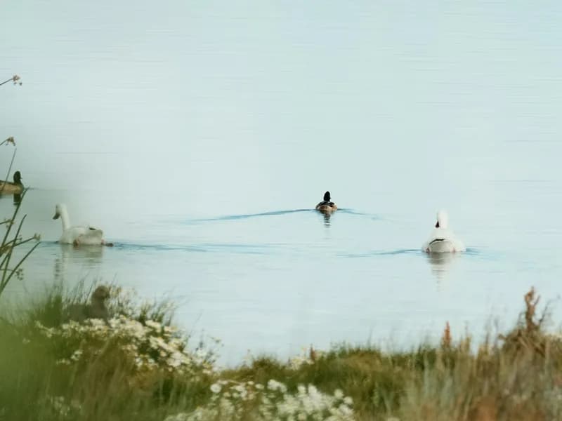 Laguna Nimez Reserve