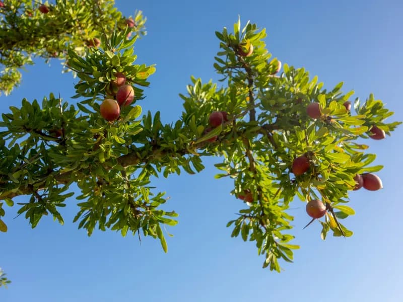 Argan Oil Cooperatives