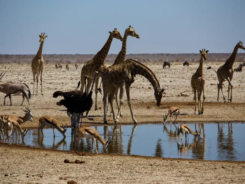 Waterhole Game Viewing