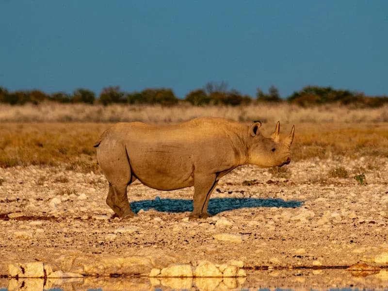 Black Rhino Sightings