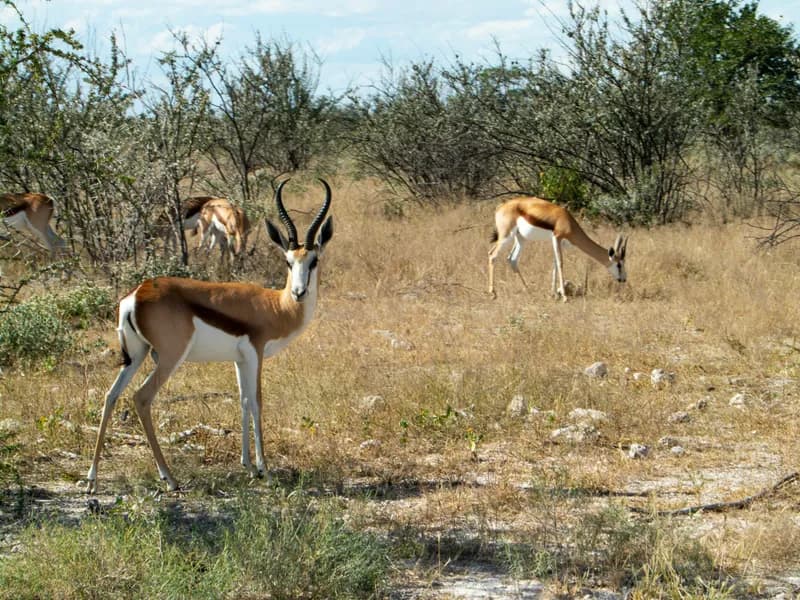 Springbok and Gemsbok Herds