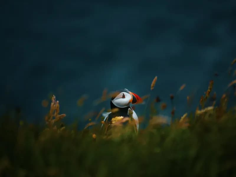 Mykines Island (Puffin Colony)