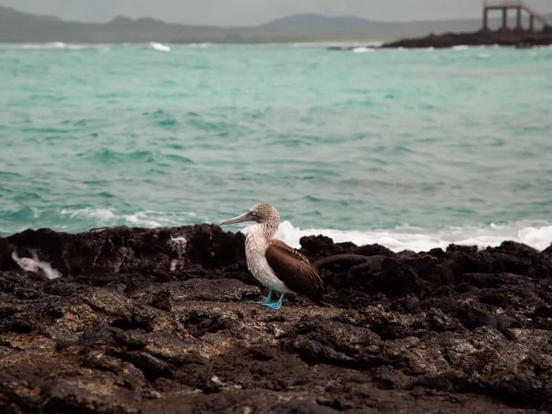 North Seymour Island