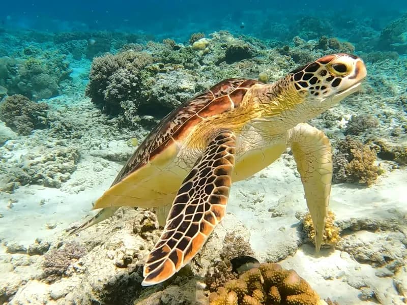 Snorkeling with Sea Turtles at Turtle Point