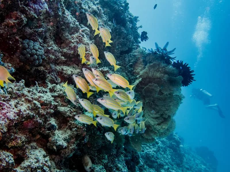 Diving Shark Point & Manta Point