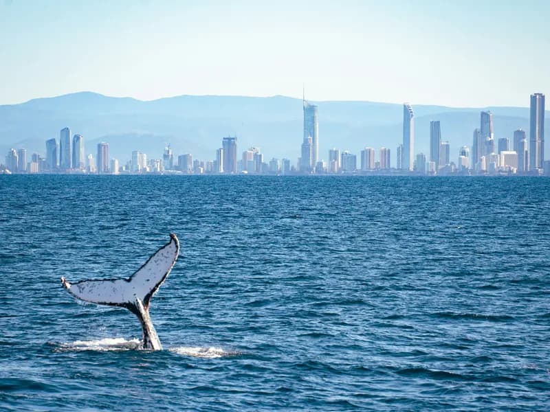 Whale Watching (June-November)