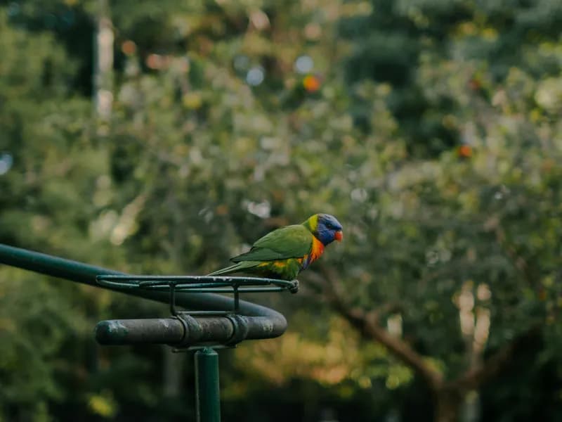 Currumbin Wildlife Sanctuary