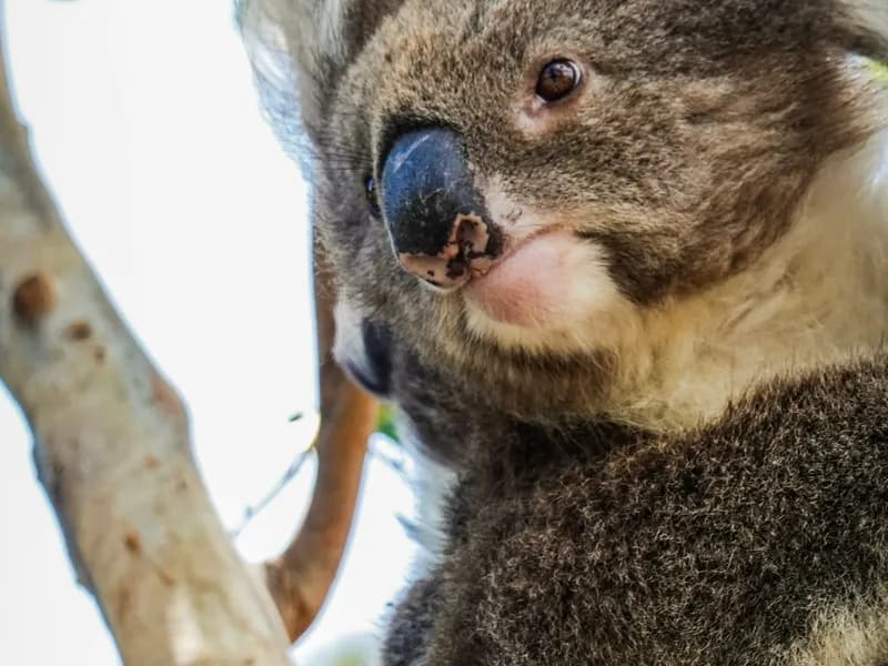Kennett River Koala Walk