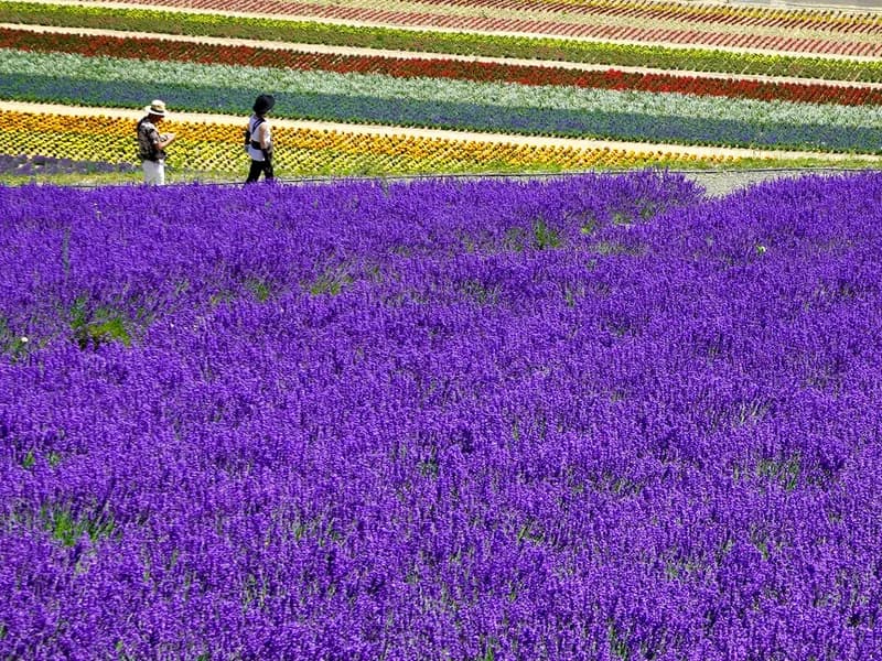 Furano & Farm Tomita Lavender Fields