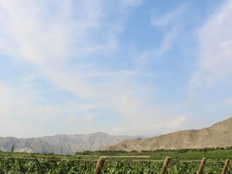 Ica Wine & Pisco Region