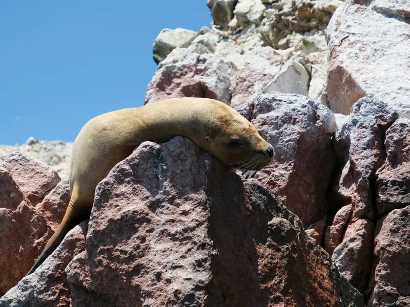 Ballestas Islands Day Trip