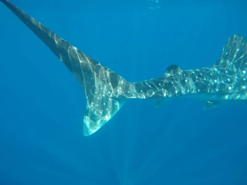 Whale Shark Swimming