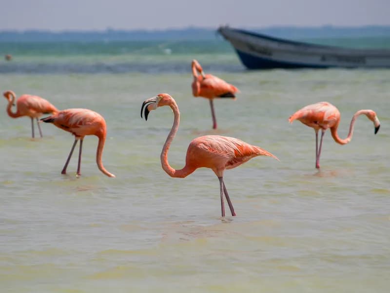 Punta Mosquito & Flamingos