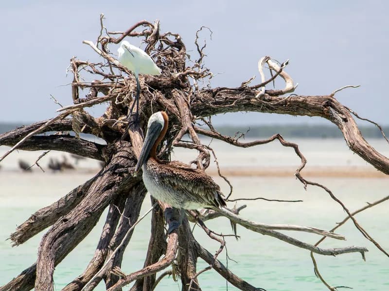 Isla Pájaros (Bird Island)