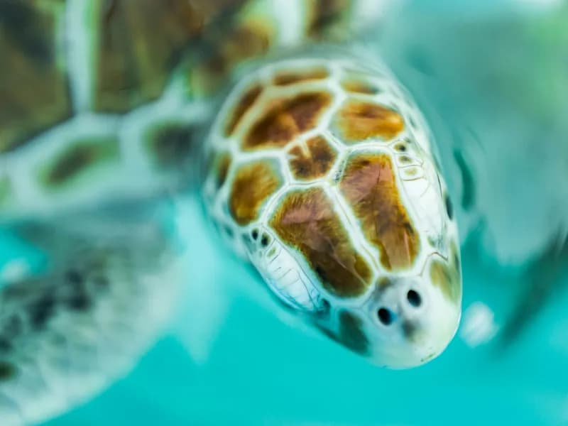 Tortugranja Sea Turtle Farm