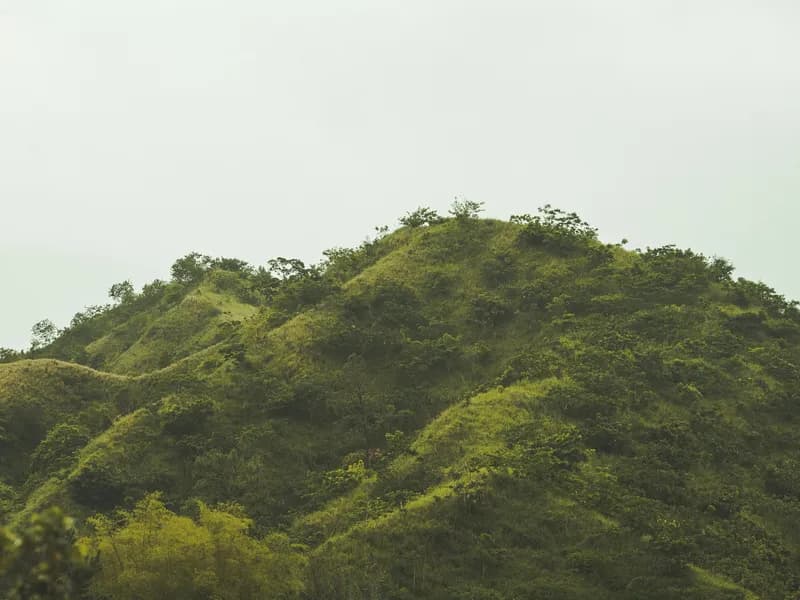 Blue Mountains Coffee Tour