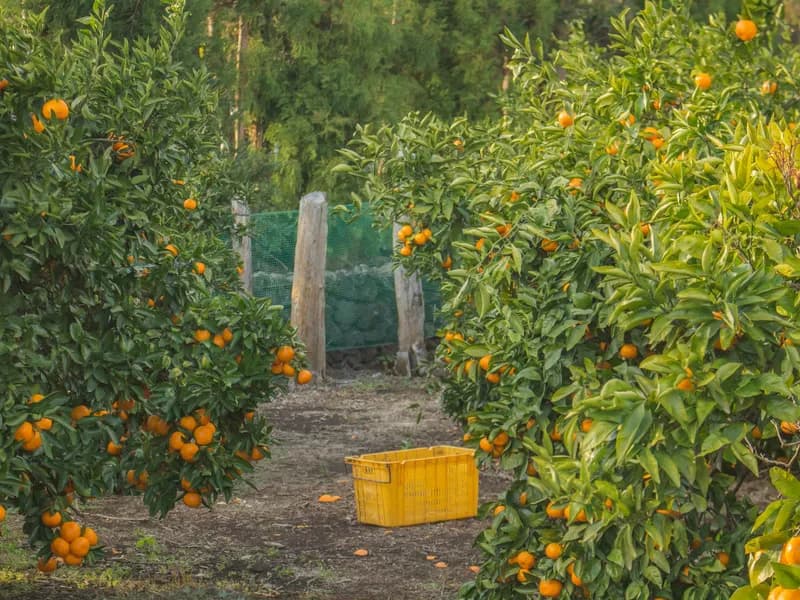 Tangerine Orchards
