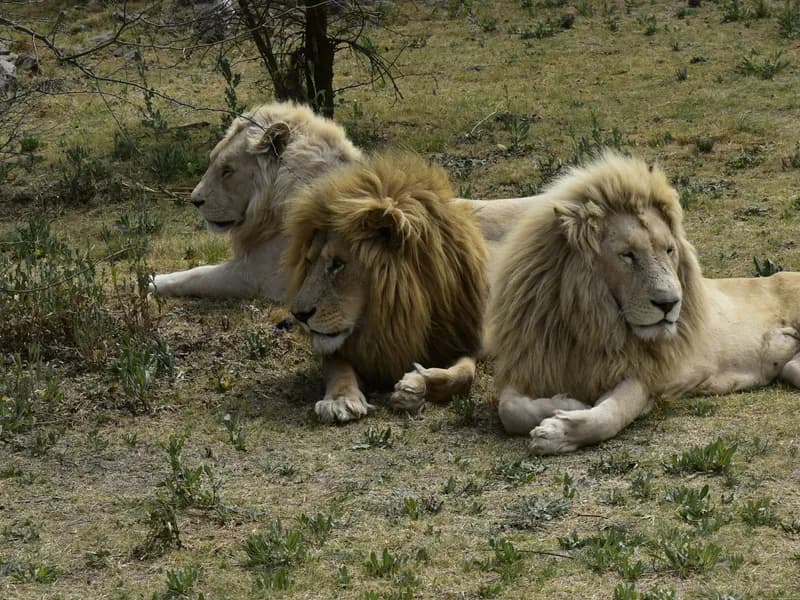 Lion & Safari Park
