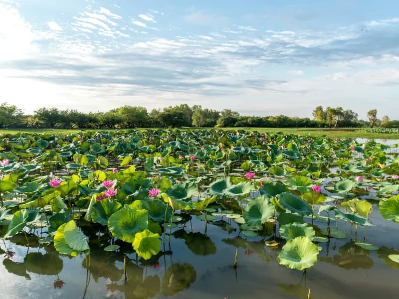 Mamukala Wetlands