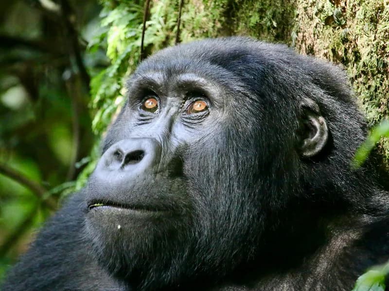 Gateway to Mountain Gorilla Trekking