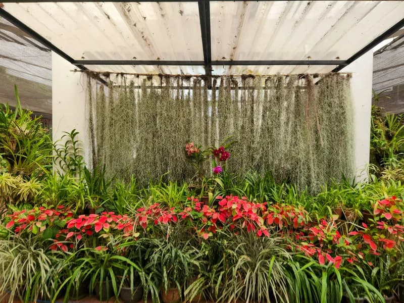 Royal Botanical Gardens, Peradeniya