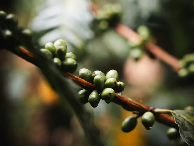 Moshi Town & Coffee Tours