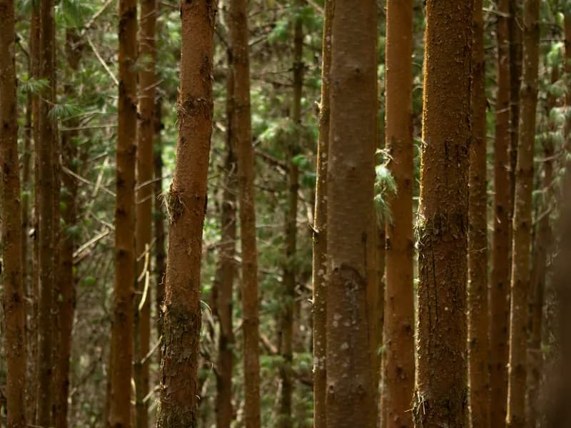 Pine Forests (Pambar Shola)