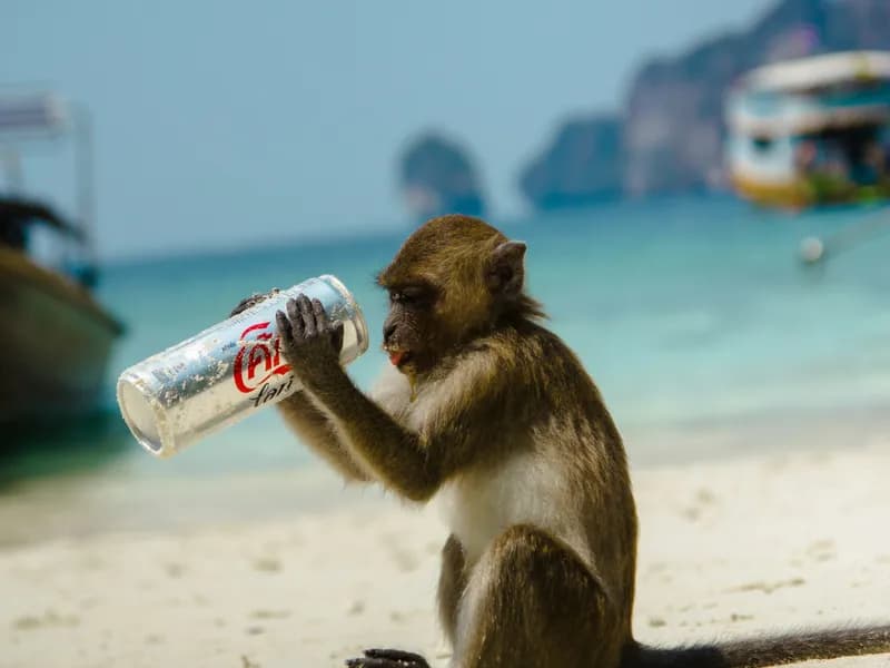 Monkey Beach (Ao Ling)