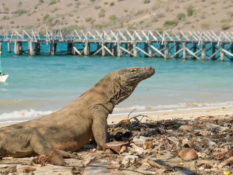 Komodo National Park Dragon Trekking