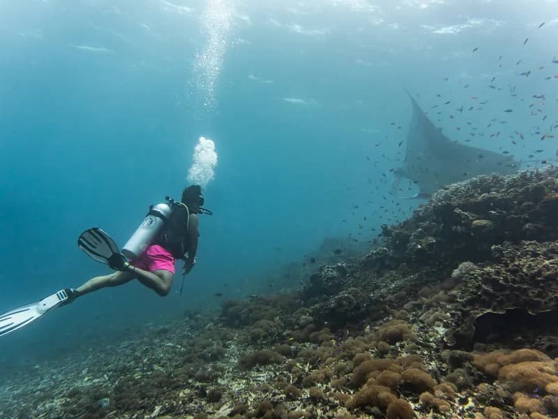Manta Point Diving