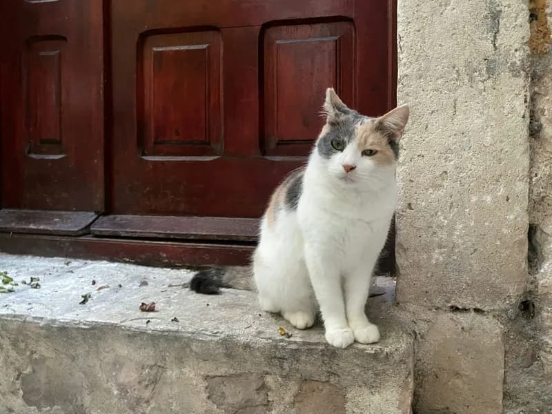 Kotor's Cats