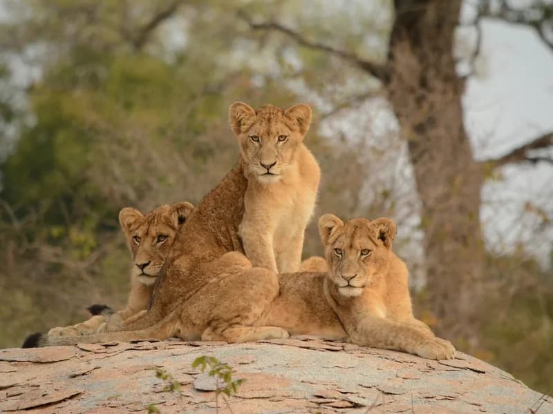 Big Five Safari Drives