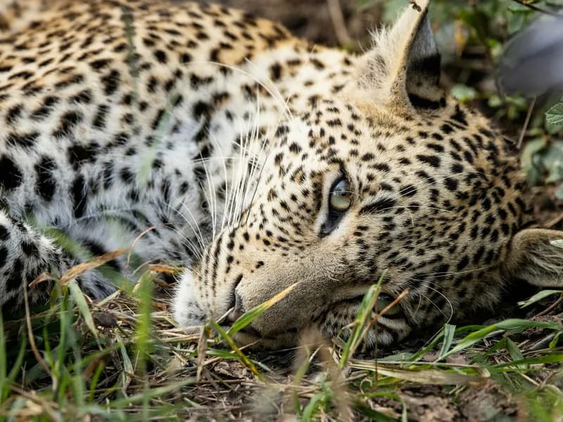 Private Game Reserves (Sabi Sands)